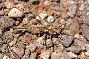 Truxalis nasuta (Acrididae)  Almeria [Espagne] 05/05/2018 - 40m