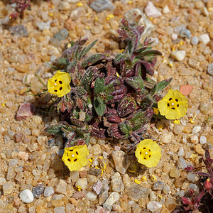 Tuberaria guttata (Cistaceae)  - Tubéraire tachetée, Hélianthème taché, Grille-midi, Hélianthème tacheté - Spotted Rock-rose Lisbonne [Portugal] 13/05/2018 - 30m