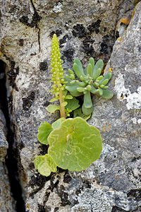 Umbilicus rupestris (Crassulaceae)  - Ombilic rupestre, Nombril-de-Vénus, Oreille-d'abbé, Ombilic des rochers - Navelwort Sierra de Cadix [Espagne] 08/05/2018 - 840m