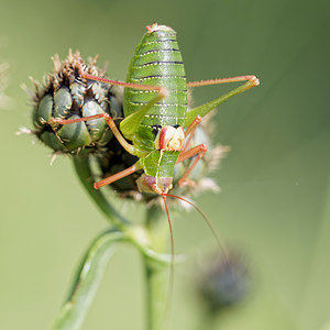 Barbitistes fischeri (Tettigoniidae)  - Barbitiste languedocien, Bourdragc, Odontura de Fisher Alpes-de-Haute-Provence [France] 28/06/2018 - 480m