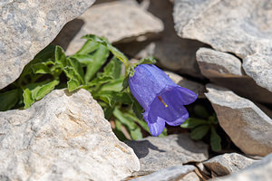 Campanula alpestris (Campanulaceae)  - Campanule alpestre, Campanule des Alpes, Campanule d'Allioni Alpes-de-Haute-Provence [France] 25/06/2018 - 1650m