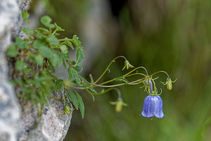 Campanula cochleariifolia (Campanulaceae)  - Campanule à feuilles de cranson, Campanule à feuilles de cochléaire, Campanule à feuilles de raifort - Fairy's-thimble Isere [France] 22/06/2018 - 960m