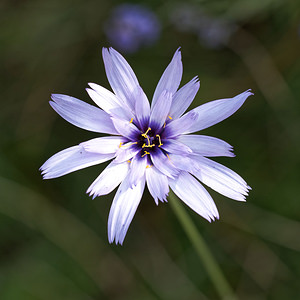 Catananche caerulea (Asteraceae)  - Catananche bleue, Cupidone, Cigaline - Blue Cupidone Alpes-de-Haute-Provence [France] 24/06/2018 - 700m