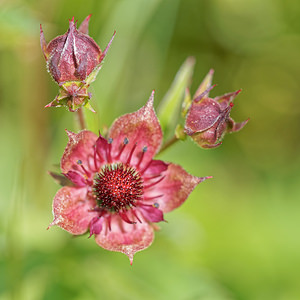 Comarum palustre Comaret des marais, Potentille des marais Marsh Cinquefoil