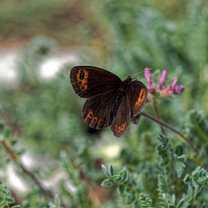 Erebia triarius (Nymphalidae)  - Moiré printanier Alpes-de-Haute-Provence [France] 25/06/2018 - 1660m