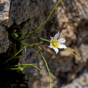 Gagea serotina (Liliaceae)  - Gagée tardive, Lloydie tardive, Lloydie tardive - Snowdon Lily Hautes-Alpes [France] 21/06/2018 - 2440m