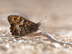 Hipparchia semele (Nymphalidae)  - Agreste - Grayling [butterfly] Alpes-de-Haute-Provence [France] 24/06/2018 - 710m