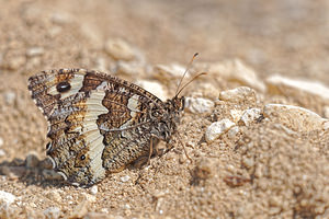 Hipparchia semele (Nymphalidae)  - Agreste - Grayling [butterfly] Alpes-de-Haute-Provence [France] 24/06/2018 - 690m
