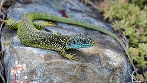 Lacerta bilineata (Lacertidae)  - Lézard à deux raies, Lézard vert occidental - Western Green Lizard Alpes-de-Haute-Provence [France] 26/06/2018 - 650m