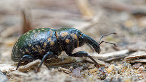 Liparus germanus (Curculionidae)  Isere [France] 22/06/2018 - 970m