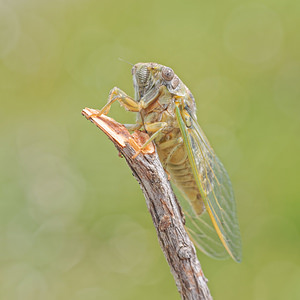 Lyristes plebejus (Cicadidae)  - Cigale plébéienne, Grande Cigale commune Alpes-de-Haute-Provence [France] 24/06/2018 - 690m