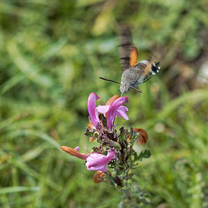 Macroglossum stellatarum (Sphingidae)  - Moro-Sphinx, Sphinx du Caille-Lait - Humming-bird Hawk-moth Alpes-de-Haute-Provence [France] 25/06/2018 - 1740m