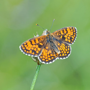 Melitaea athalia (Nymphalidae)  - Mélitée du Mélampyre, Damier Athalie - Heath Fritillary Alpes-de-Haute-Provence [France] 24/06/2018 - 630m