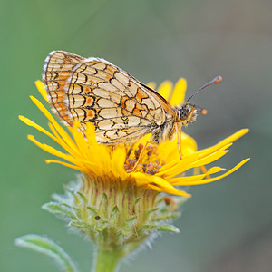 Melitaea athalia (Nymphalidae)  - Mélitée du Mélampyre, Damier Athalie - Heath Fritillary Alpes-de-Haute-Provence [France] 24/06/2018 - 630m