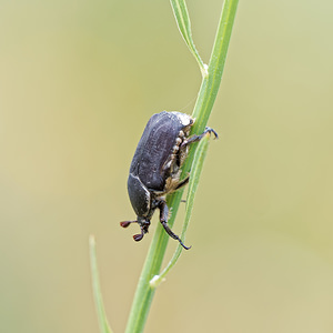 Netocia oblonga (Scarabaeidae)  - Cétoine oblongue Alpes-de-Haute-Provence [France] 24/06/2018 - 730m