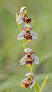 Ophrys scolopax subsp. apiformis (Orchidaceae)  - Ophrys en forme d'abeille, Ophrys peint Alpes-de-Haute-Provence [France] 24/06/2018 - 650m