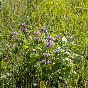 Phlomis herba-venti (Lamiaceae)  - Phlomide herbe-au-vent, Phlomis herbe-au-vent, Herbe-au-vent Alpes-de-Haute-Provence [France] 29/06/2018 - 830m