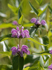 Phlomis herba-venti (Lamiaceae)  - Phlomide herbe-au-vent, Phlomis herbe-au-vent, Herbe-au-vent Alpes-de-Haute-Provence [France] 29/06/2018 - 830m