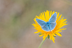 Polyommatus escheri (Lycaenidae)  - Azuré de l'Adragant, Azuré du Plantain, Azuré d'Escher, Argus bleu ciel Alpes-de-Haute-Provence [France] 24/06/2018 - 730m