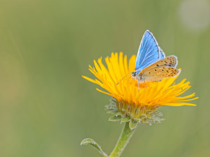 Polyommatus escheri (Lycaenidae)  - Azuré de l'Adragant, Azuré du Plantain, Azuré d'Escher, Argus bleu ciel Alpes-de-Haute-Provence [France] 24/06/2018 - 720m