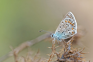 Polyommatus icarus (Lycaenidae)  - Azuré de la Bugrane, Argus bleu - Common Blue Alpes-de-Haute-Provence [France] 24/06/2018 - 620m