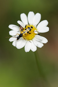 Rutpela maculata (Cerambycidae)  - Lepture tachetée, Lepture cycliste Alpes-de-Haute-Provence [France] 27/06/2018 - 630m