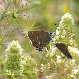 Satyrium spini (Lycaenidae)  - Thécla des Nerpruns, Thécla de l'Aubépine Alpes-de-Haute-Provence [France] 24/06/2018 - 700m