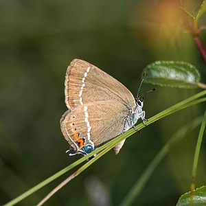 Satyrium spini (Lycaenidae)  - Thécla des Nerpruns, Thécla de l'Aubépine Alpes-de-Haute-Provence [France] 24/06/2018 - 700m