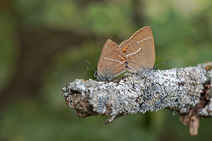 Satyrium spini (Lycaenidae)  - Thécla des Nerpruns, Thécla de l'Aubépine Alpes-de-Haute-Provence [France] 24/06/2018 - 730m