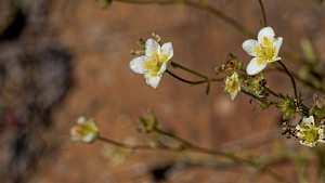 Saxifraga aspera (Saxifragaceae)  - Saxifrage rude Isere [France] 21/06/2018 - 1500m