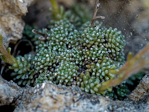 Saxifraga diapensioides (Saxifragaceae)  - Saxifrage fausse diapensie Savoie [France] 21/06/2018 - 1990m