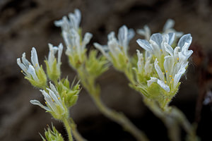 Saxifraga diapensioides (Saxifragaceae)  - Saxifrage fausse diapensie Savoie [France] 21/06/2018 - 2000m