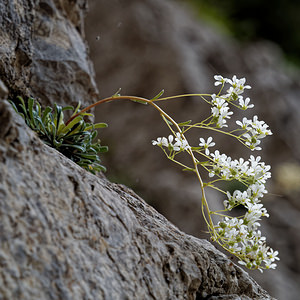 Saxifraga lantoscana Saxifrage de Lantosque