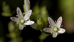 Saxifraga rotundifolia Saxifrage à feuilles rondes Round-leaved Saxifrage