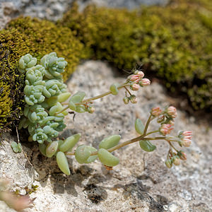 Sedum dasyphyllum (Crassulaceae)  - Orpin à feuilles poilues, Orpin à feuilles serrées, Orpin à feuilles épaisses - Thick-leaved Stonecrop Isere [France] 22/06/2018 - 990m