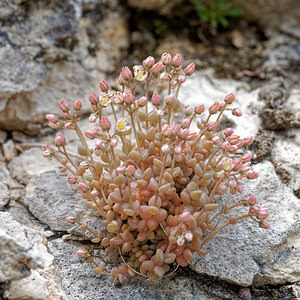 Sedum dasyphyllum (Crassulaceae)  - Orpin à feuilles poilues, Orpin à feuilles serrées, Orpin à feuilles épaisses - Thick-leaved Stonecrop Isere [France] 22/06/2018 - 990m