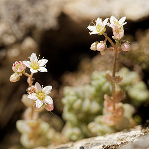 Sedum dasyphyllum (Crassulaceae)  - Orpin à feuilles poilues, Orpin à feuilles serrées, Orpin à feuilles épaisses - Thick-leaved Stonecrop Alpes-de-Haute-Provence [France] 29/06/2018 - 650m