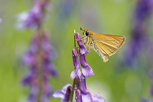 Thymelicus lineola (Hesperiidae)  - Hespérie du Dactyle, Hespérie europénne (au Canada), Ligné, Hespérie orangée - Essex Skipper Alpes-de-Haute-Provence [France] 25/06/2018 - 970m