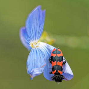 Trichodes alvearius (Cleridae)  - Caliron des abeilles solitaires, Clairon des ruches Alpes-de-Haute-Provence [France] 24/06/2018 - 730m