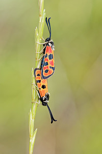 Zygaena hilaris Zygène de la Bugrane Merry Burnet