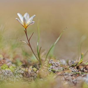 Gagea serotina (Liliaceae)  - Gagée tardive, Lloydie tardive, Lloydie tardive - Snowdon Lily Savoie [France] 02/07/2018 - 2660m