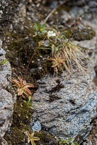 Pinguicula alpina (Lentibulariaceae)  - Grassette des Alpes - Alpine Butterwort Savoie [France] 02/07/2018 - 2080m