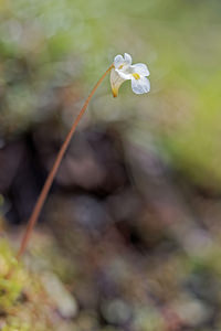 Pinguicula alpina (Lentibulariaceae)  - Grassette des Alpes - Alpine Butterwort Savoie [France] 02/07/2018 - 2090m