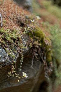 Saxifraga aspera (Saxifragaceae)  - Saxifrage rude  [Italie] 03/07/2018 - 1640m