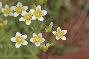 Saxifraga aspera (Saxifragaceae)  - Saxifrage rude  [Italie] 03/07/2018 - 1620m