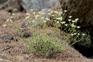 Saxifraga aspera (Saxifragaceae)  - Saxifrage rude  [Italie] 03/07/2018 - 1630m
