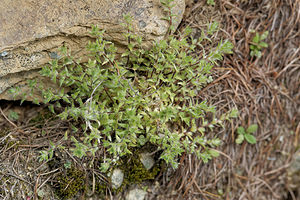 Saxifraga aspera (Saxifragaceae)  - Saxifrage rude  [Italie] 03/07/2018 - 1620m