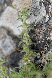 Saxifraga aspera (Saxifragaceae)  - Saxifrage rude  [Italie] 03/07/2018 - 1620m