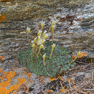 Saxifraga diapensioides (Saxifragaceae)  - Saxifrage fausse diapensie Savoie [France] 02/07/2018 - 1770m
