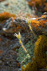 Saxifraga diapensioides (Saxifragaceae)  - Saxifrage fausse diapensie Savoie [France] 02/07/2018 - 1770m